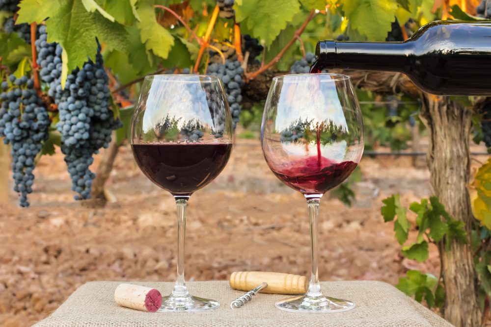 Photo of red wine poured into glasses from bottle on blurred background of a vineyard right before harvest, with hanging branches of grapes. With cork and vintage corkscrew